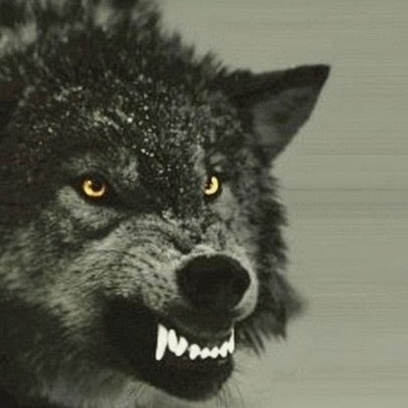 Meet your Posher, Crystal - Picture 1 of 1